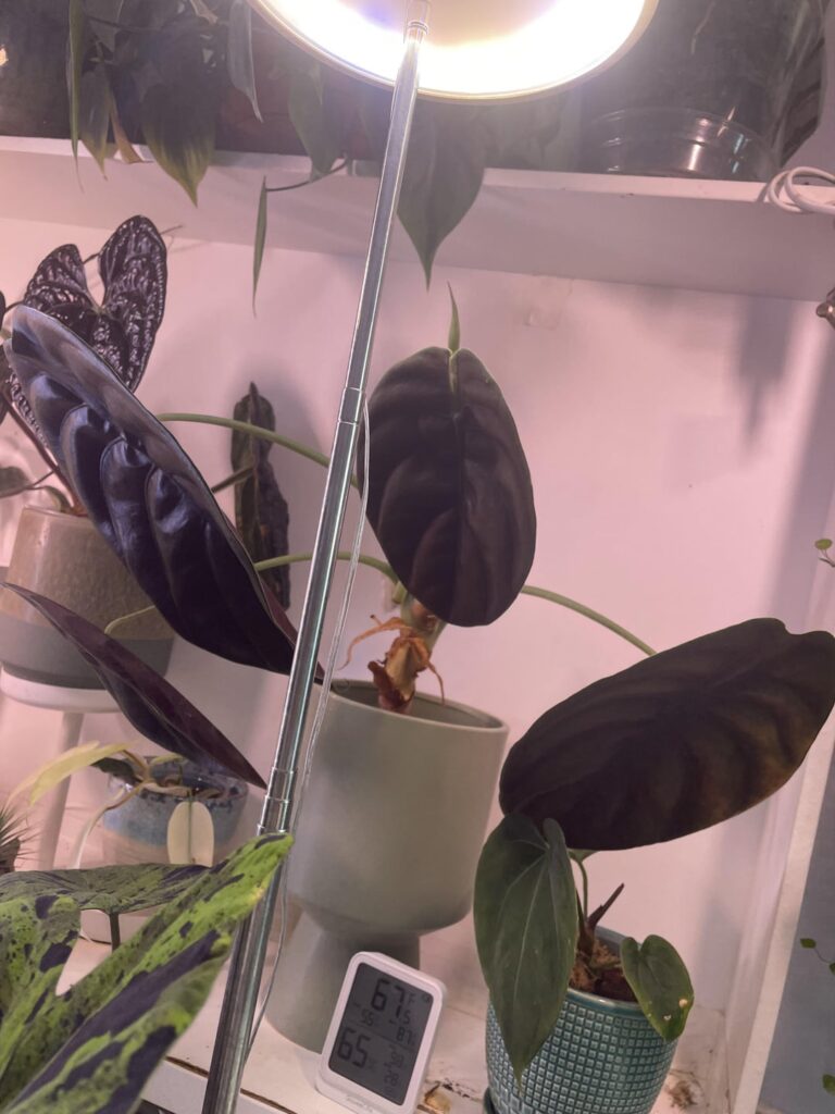 My alocasias always turn downward