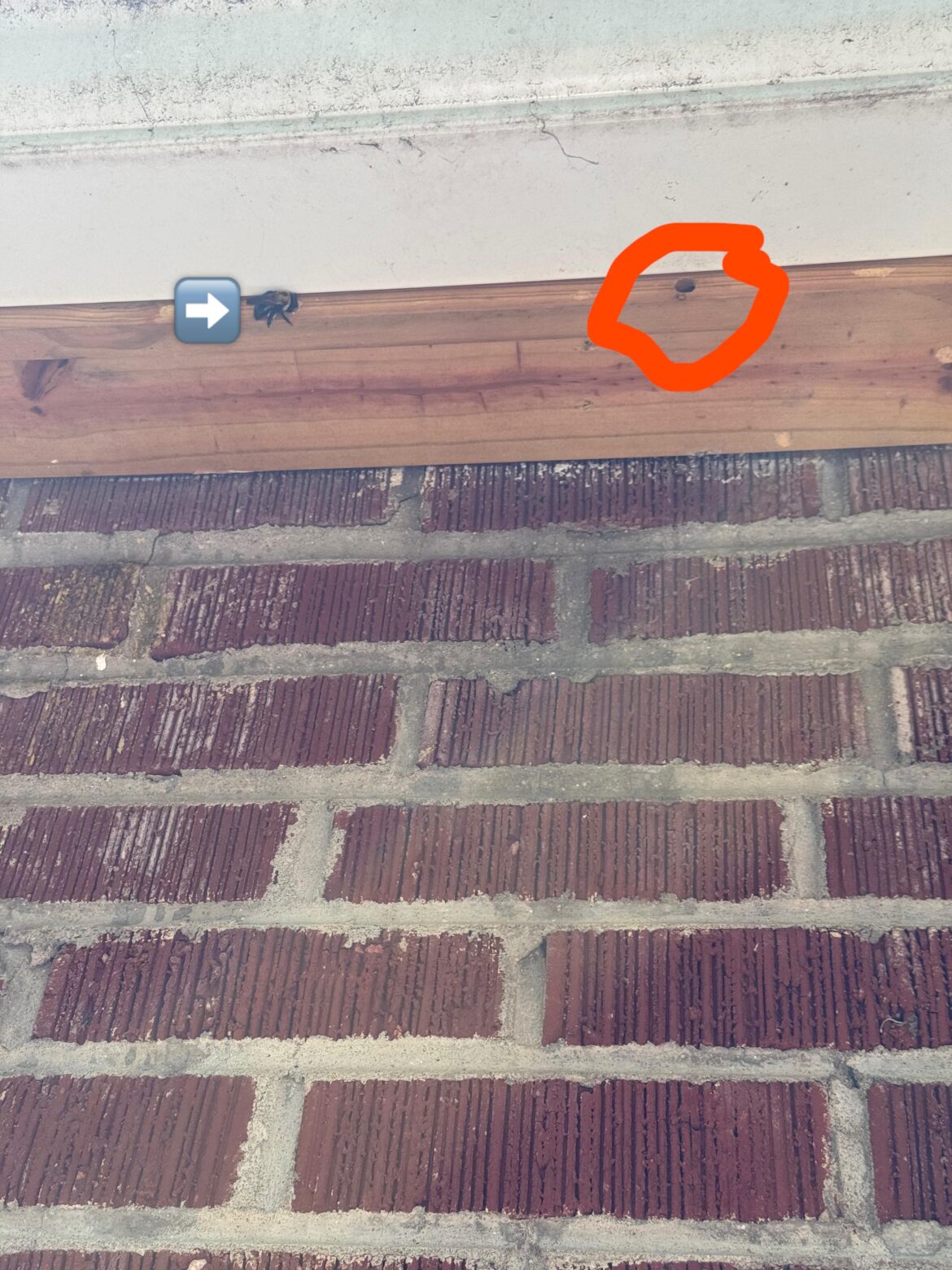 Can anyone offer some advice on the best way to handle my bee hole problem?