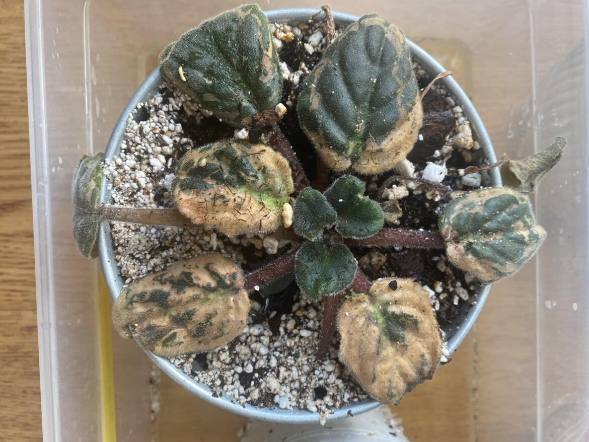 My plant needs help