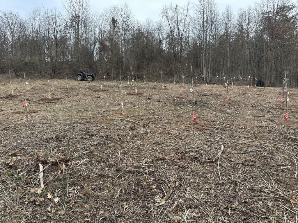 50+ fruit trees in ground