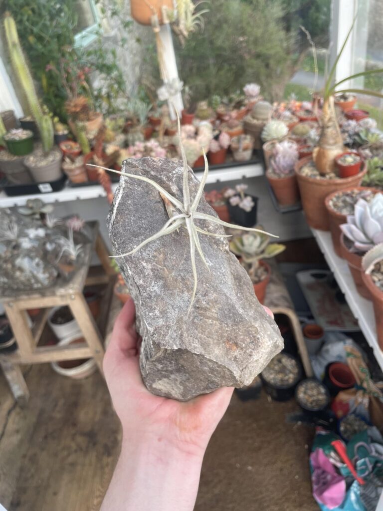 Tillandsia diaquitensis