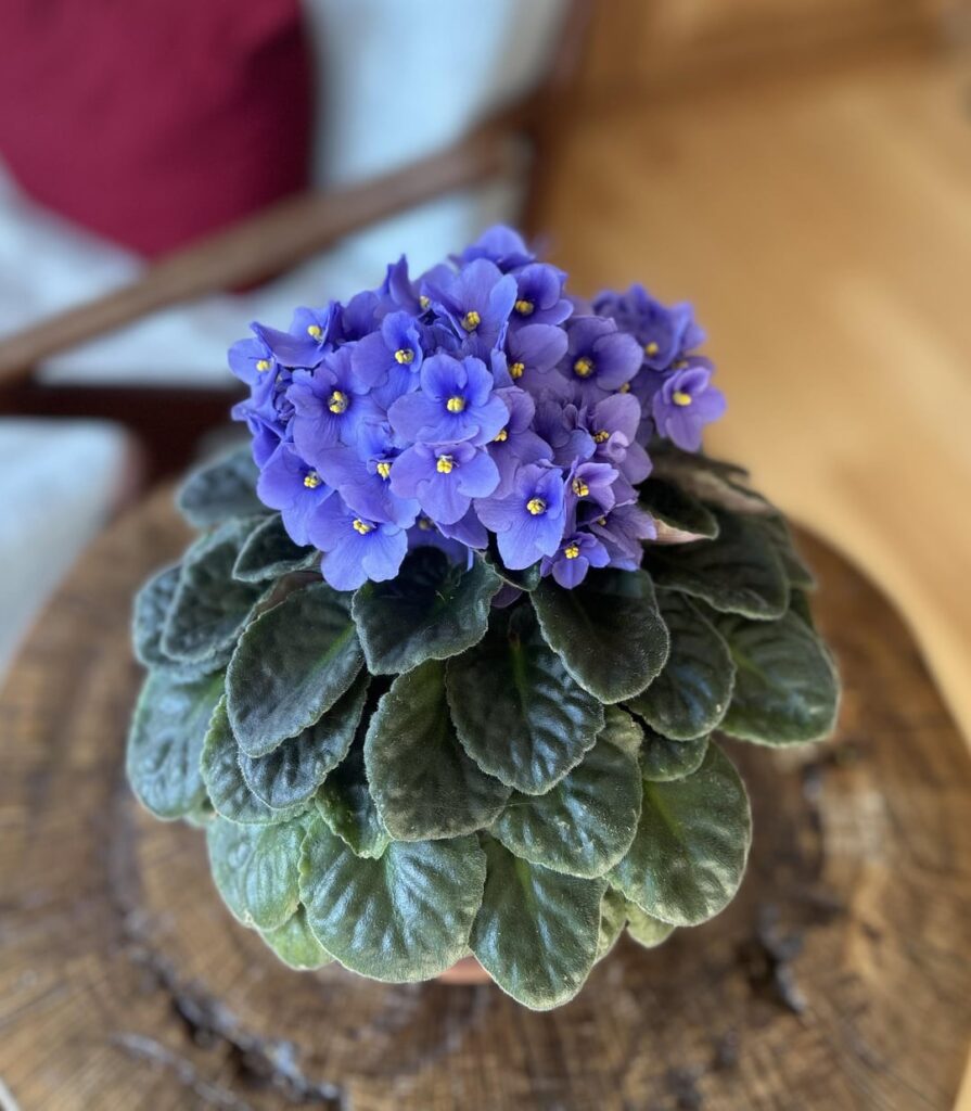 Look at this beauty!