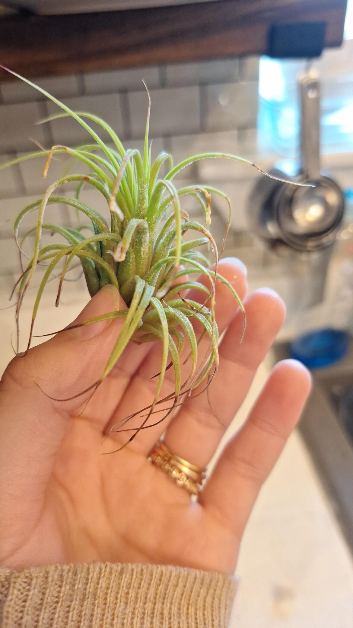 Leaf tips turning brown Leaf tips turning brown