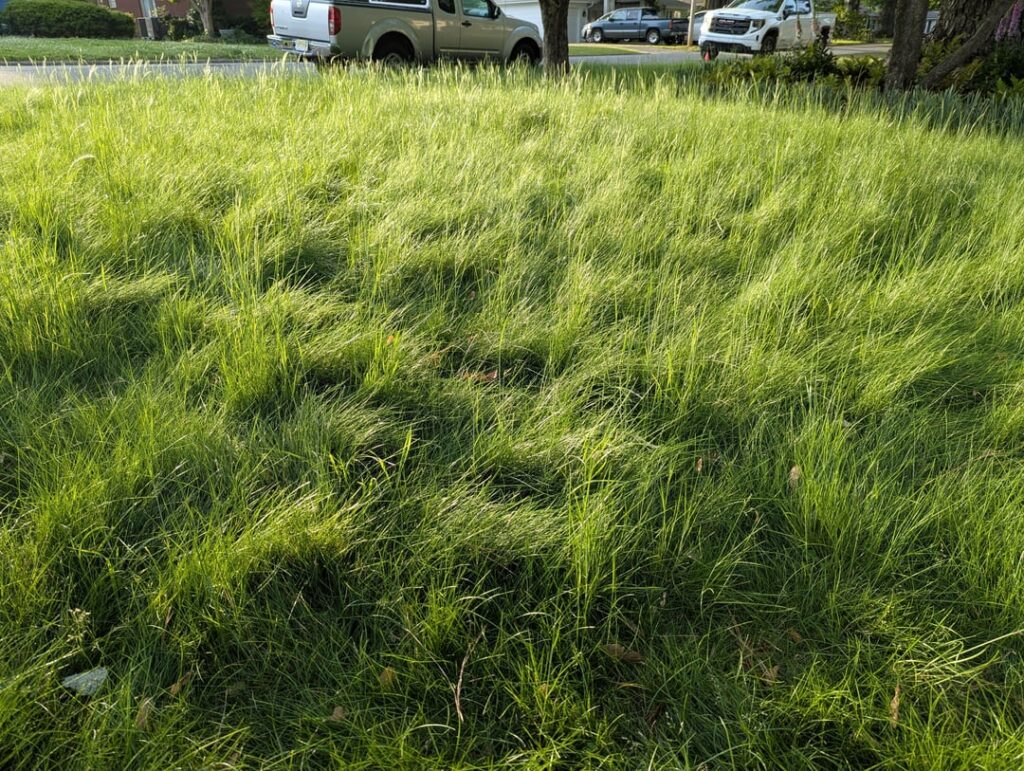 Operation Floppy Lawn Operation Floppy Lawn