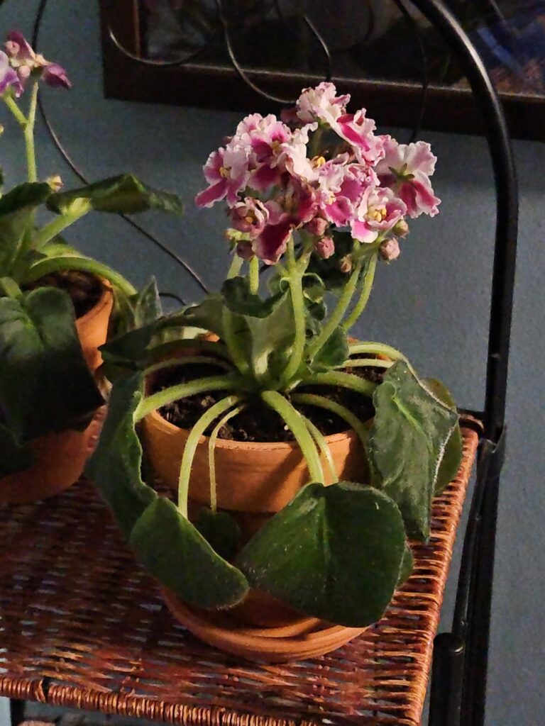 Is it normal for my violets to be so droopy after repotting?