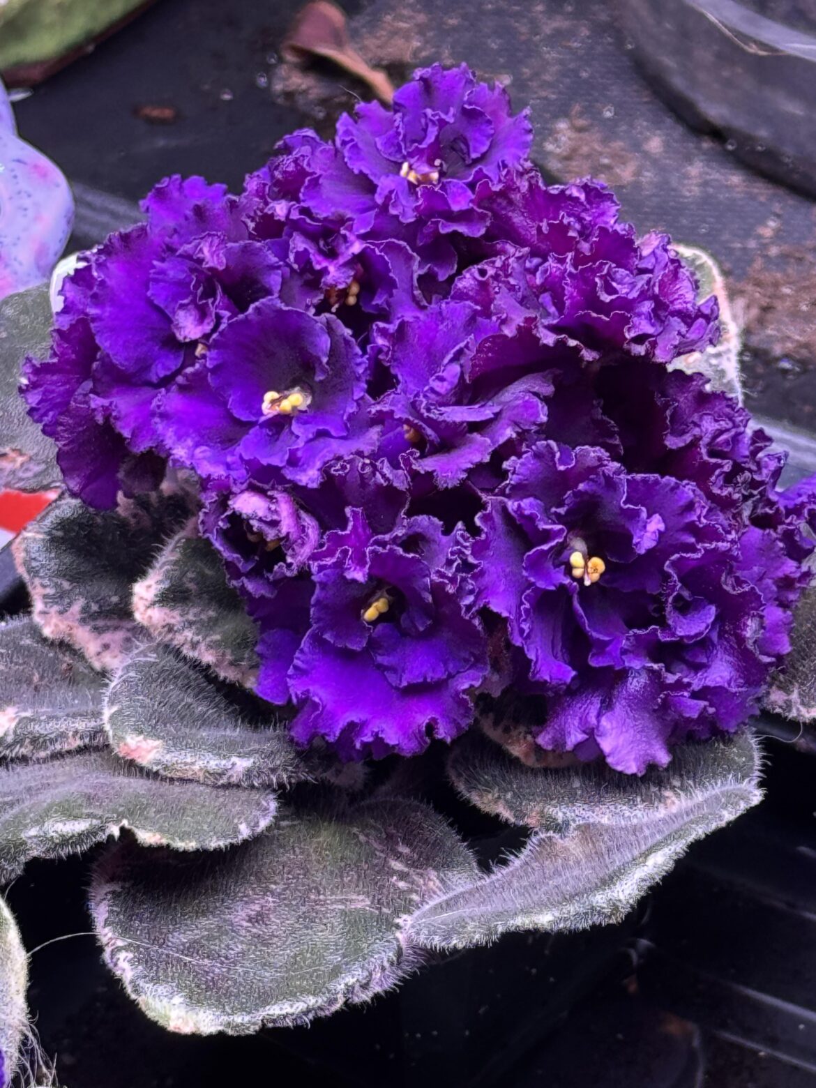 Blueberry Ruffles