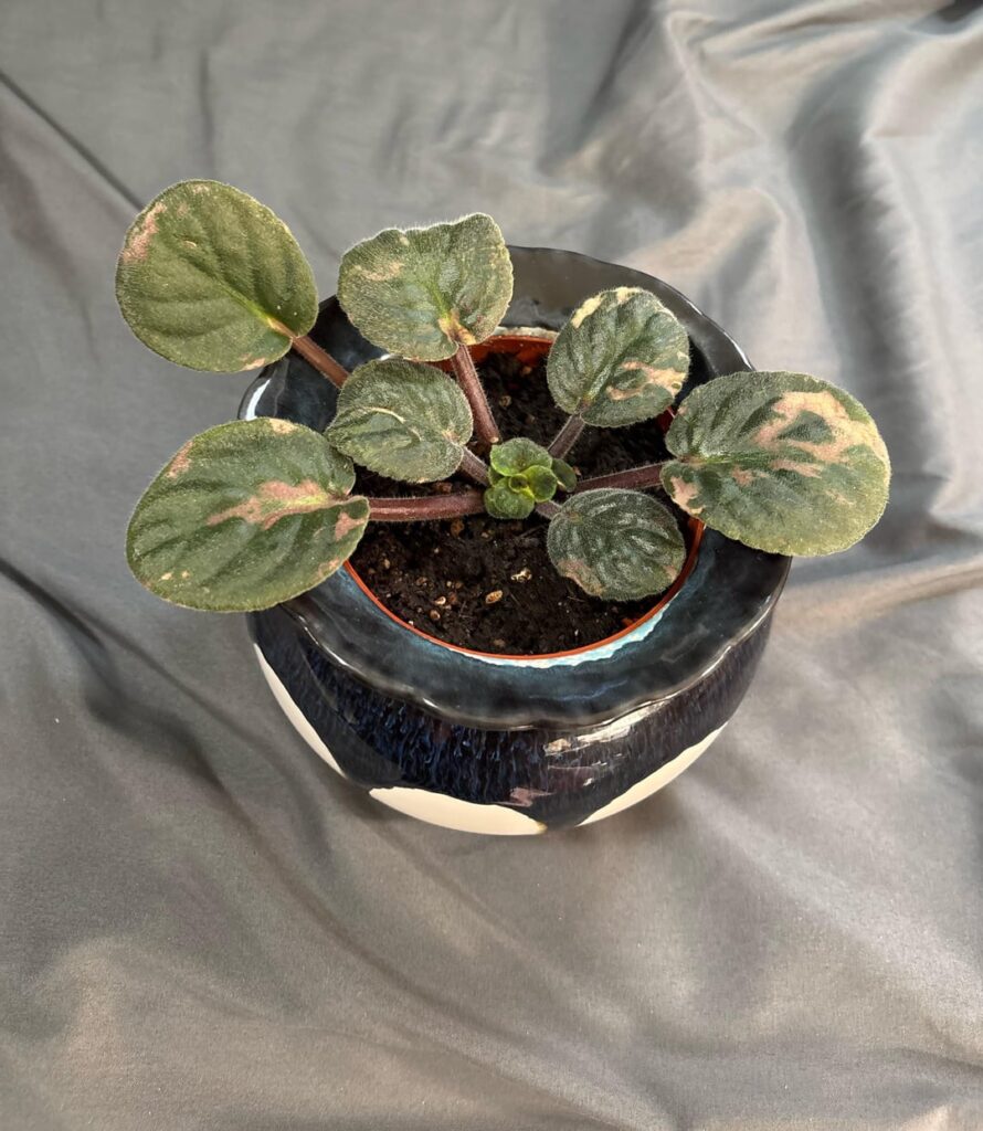 My new obsession My new obsession