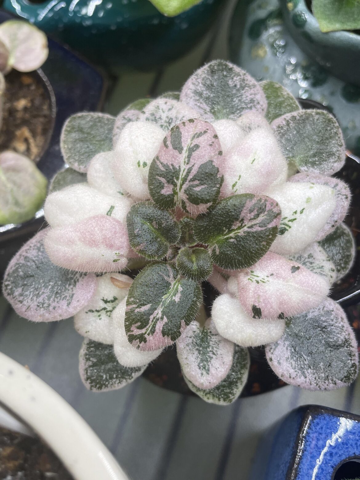 Spring peach coming out of its winter cool temps, high variegation period