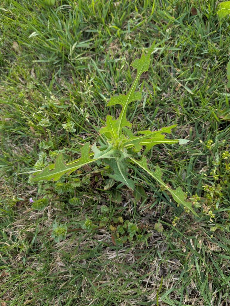 Best way to tackle these weeds? Yard is Bermuda grass in TX.