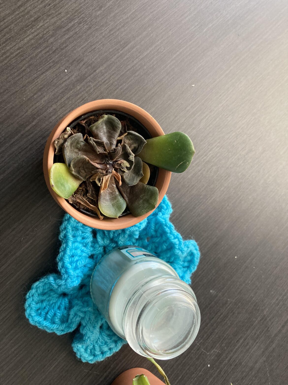 Aren’t succulents hard to kill? Aren’t succulents hard to kill?