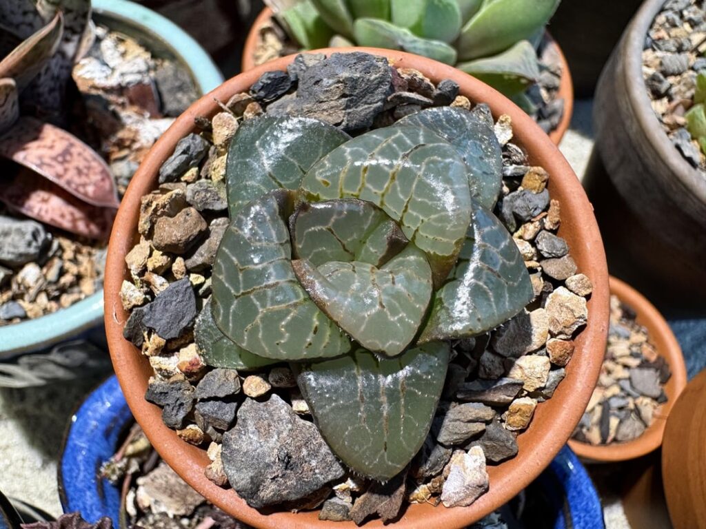 Hybrid seedling under my care for almost a year, part 2.