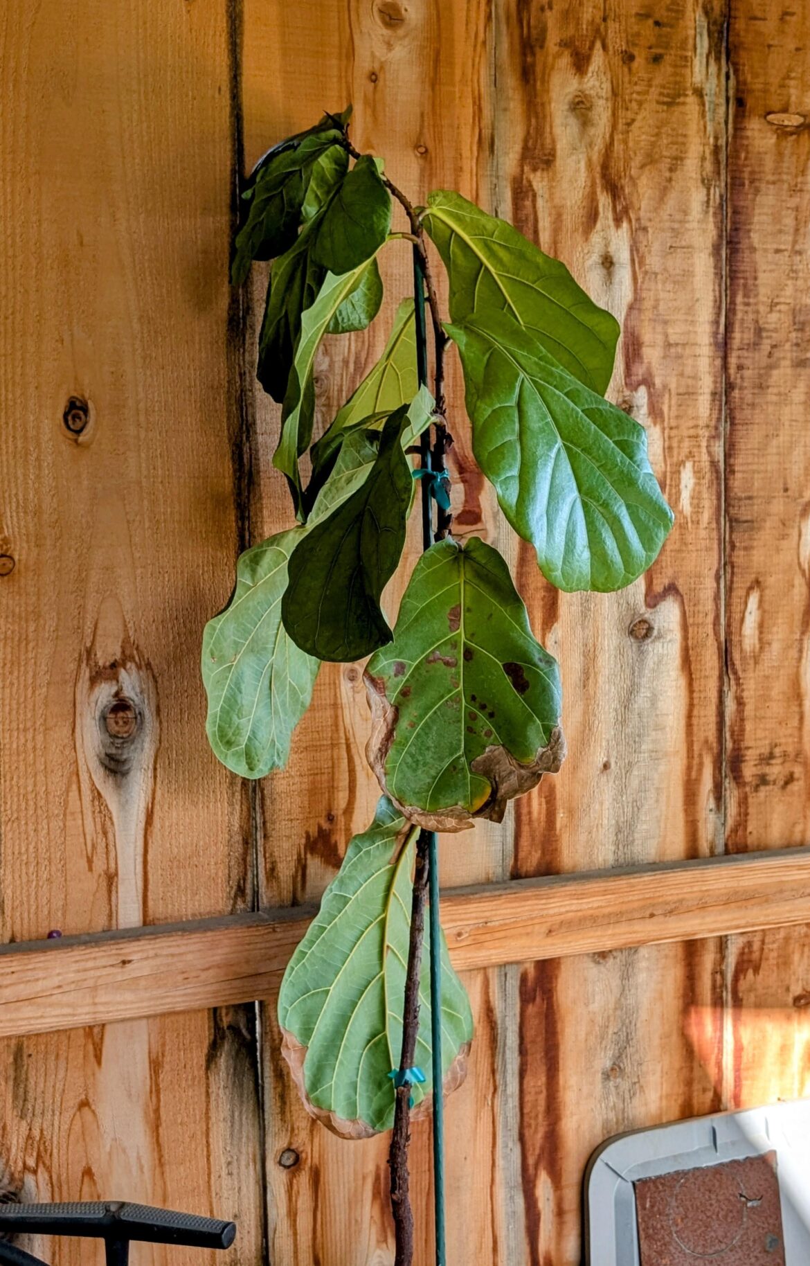 Help me help this sad FLF Help me help this sad FLF