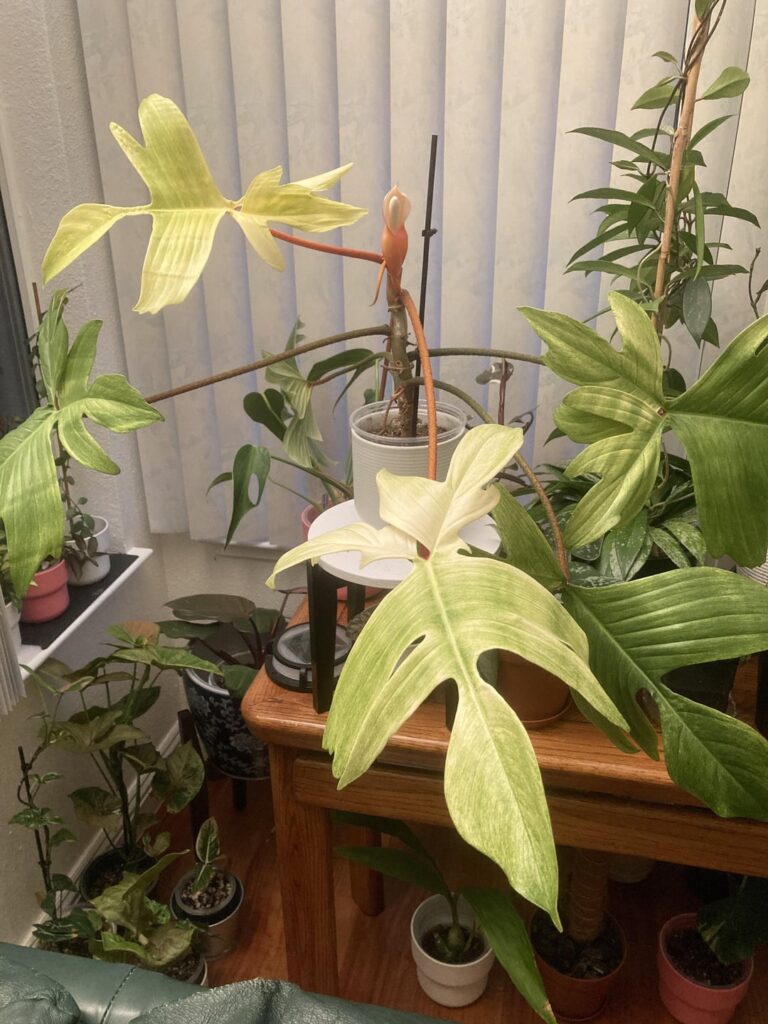 Flowering Florida Ghost