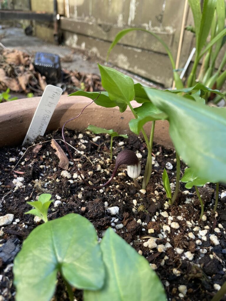 There are so many lesser known aroids with really weird flowers, like this Arisarum proboscideum.