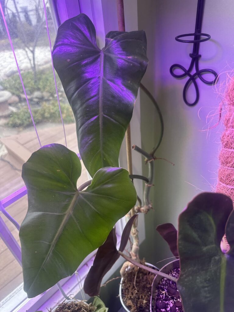 Good idea to chop and prop after suffering root rot + repotting?