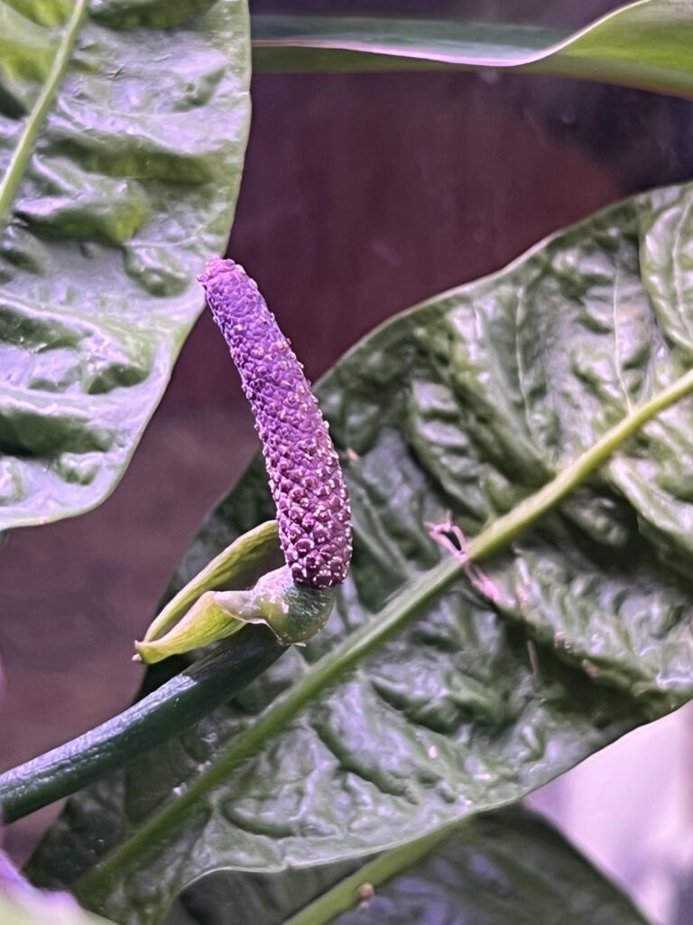 Pollinating anthurium reflexinervium? Pollinating anthurium reflexinervium?
