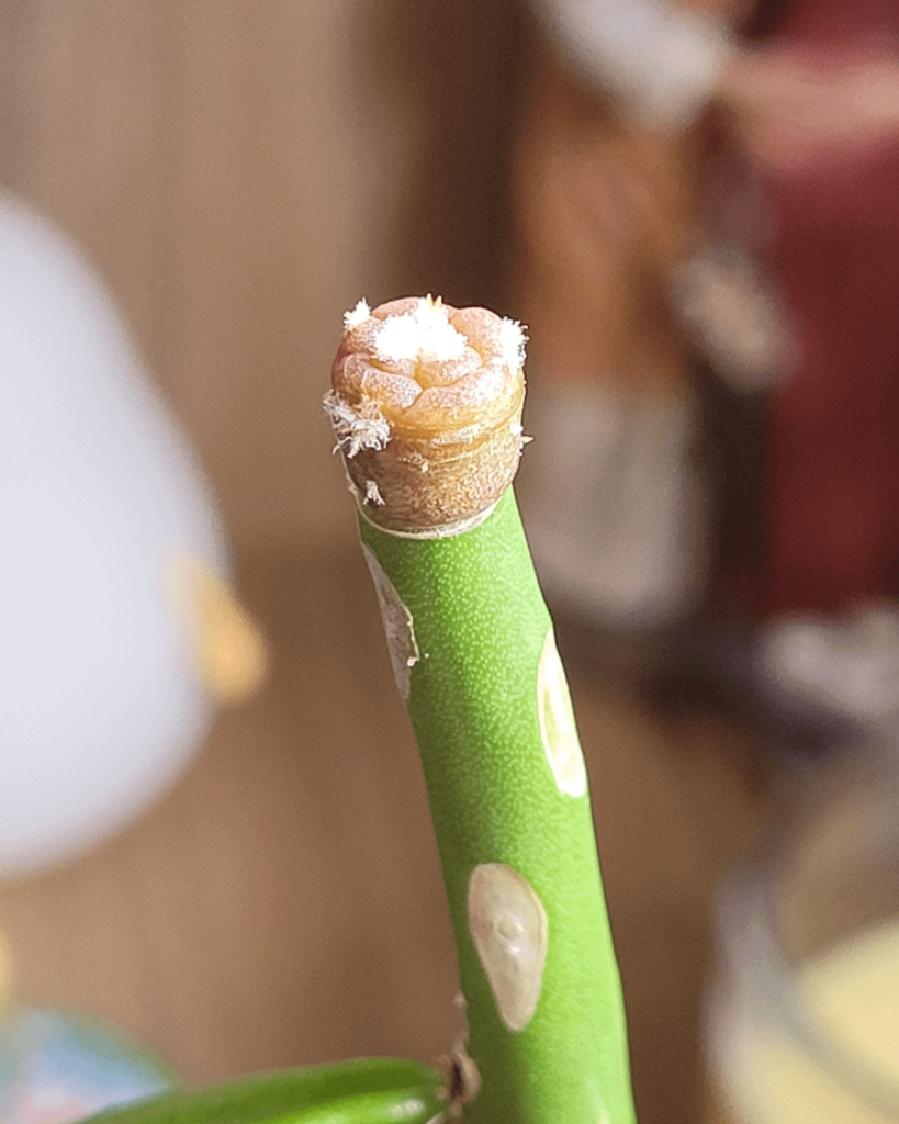 25 day growth. Grafts are amazing