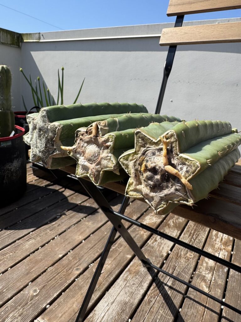 Seattle Cactus Graft Giveaway hosted on r/TrichocereusPNW