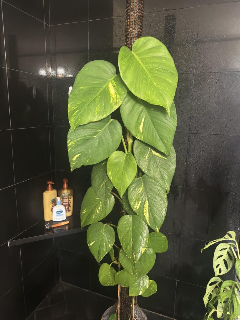 We got a 12 incher folks! Golden Pothos on moss pole.