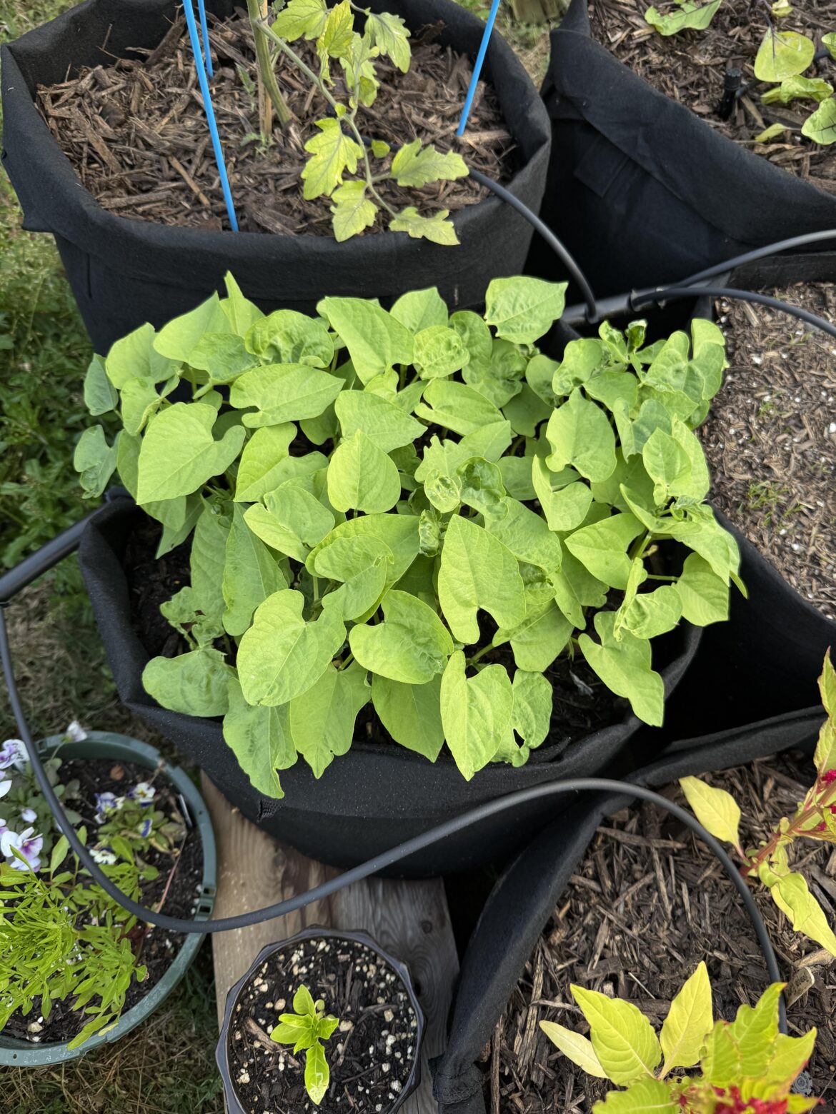 First time bean grower- do I thin these out now?