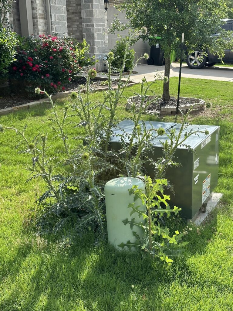 Neighbor has a monster weed in their front lawn