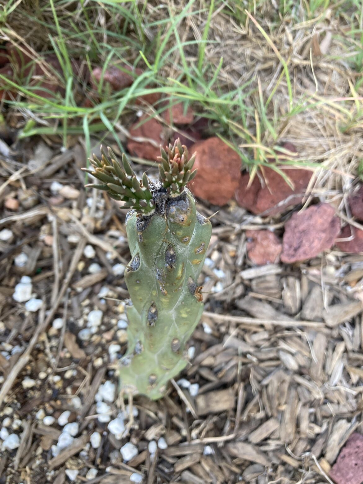 Rescued from a movie theater parking lot last year