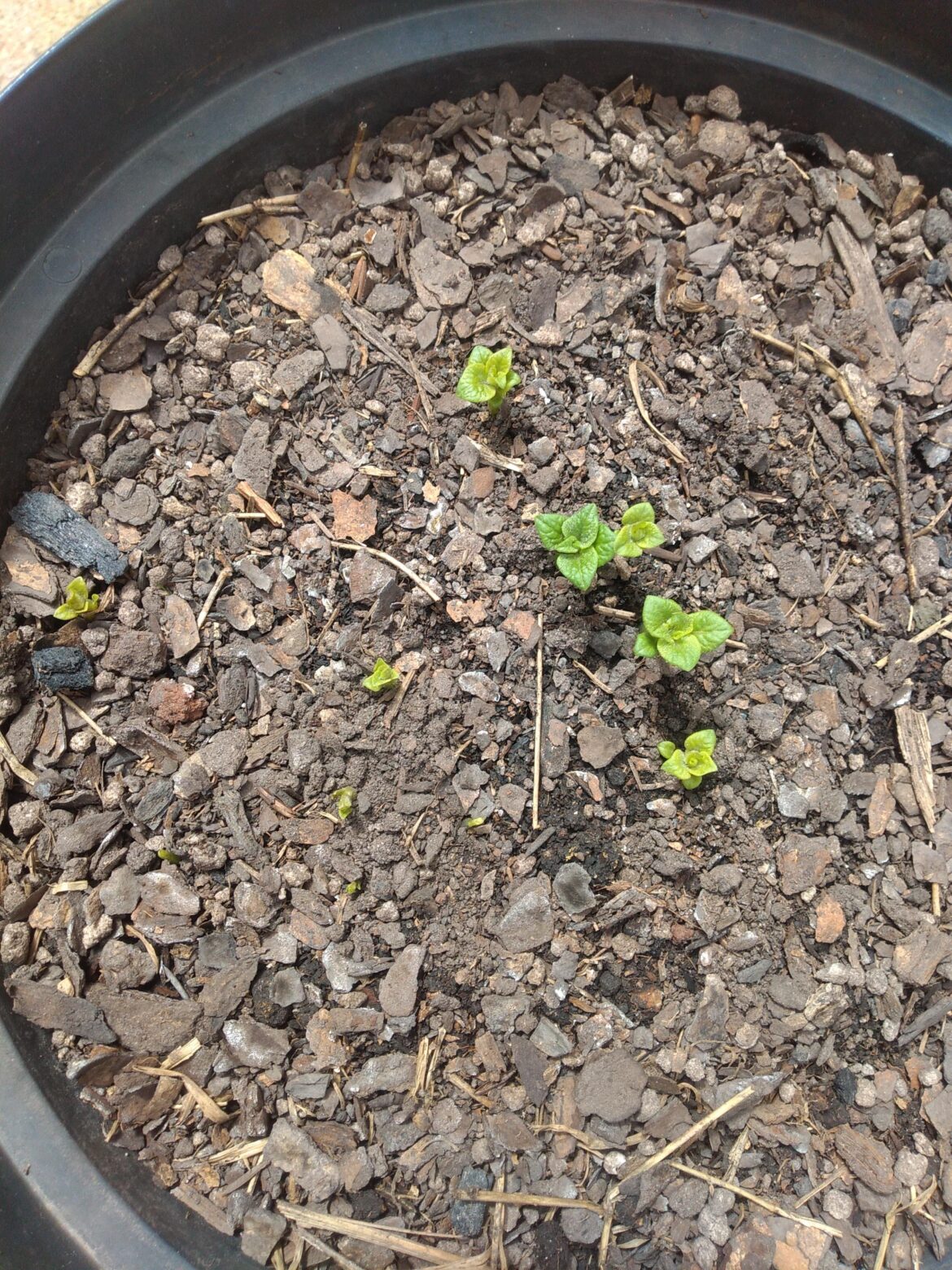 First time growing potatoes - need a little help!