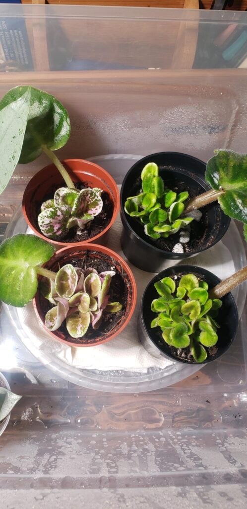 Propagation question… Propagation question...