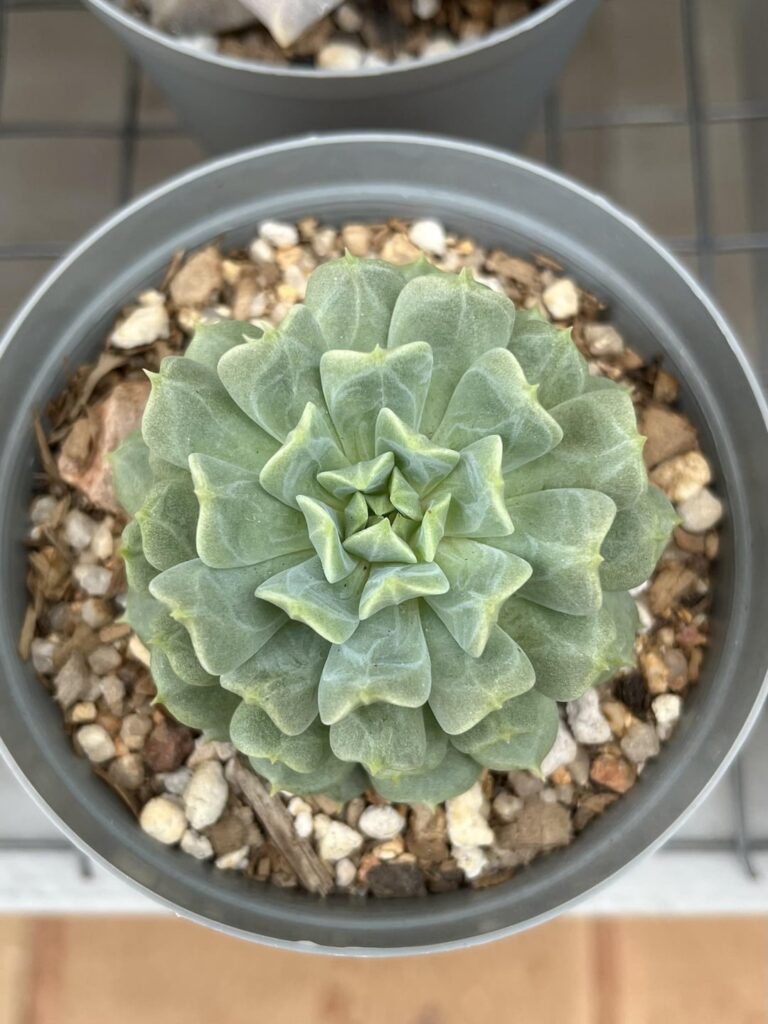 Echeveria ‘Irish Mint’