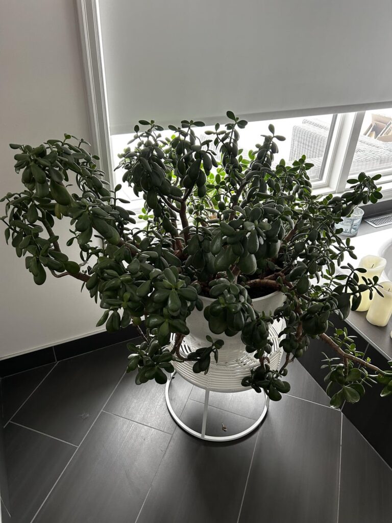 I just wanted to share my mom's beautiful jade... Tree? 🌿✨