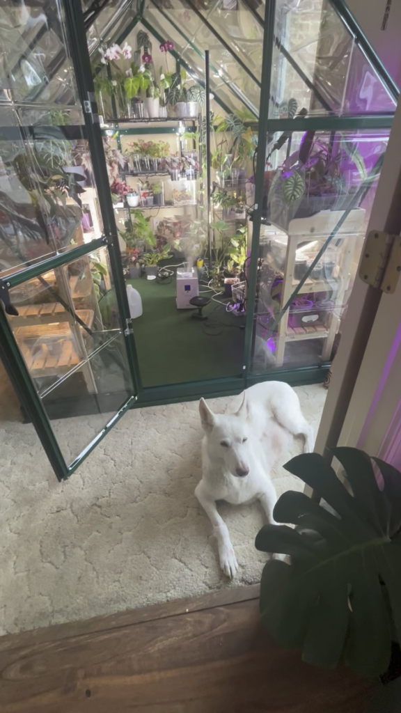 I put a full size greenhouse in my house, and I love it!