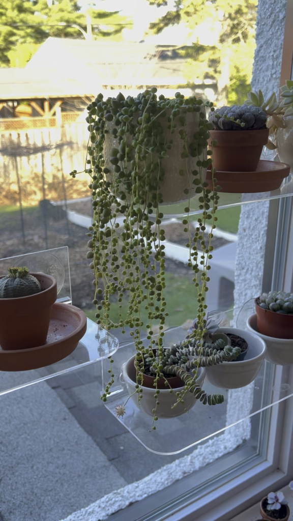 Blooming String of Pearls