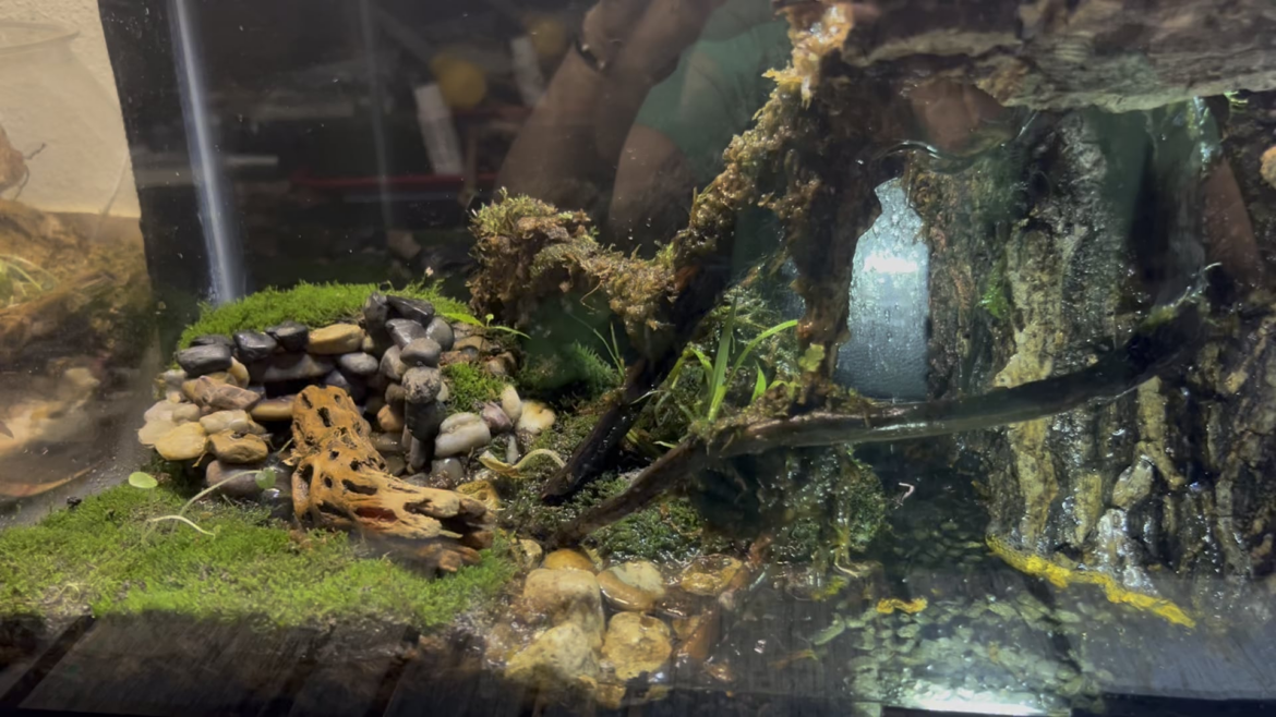 My first bioactive terrarium