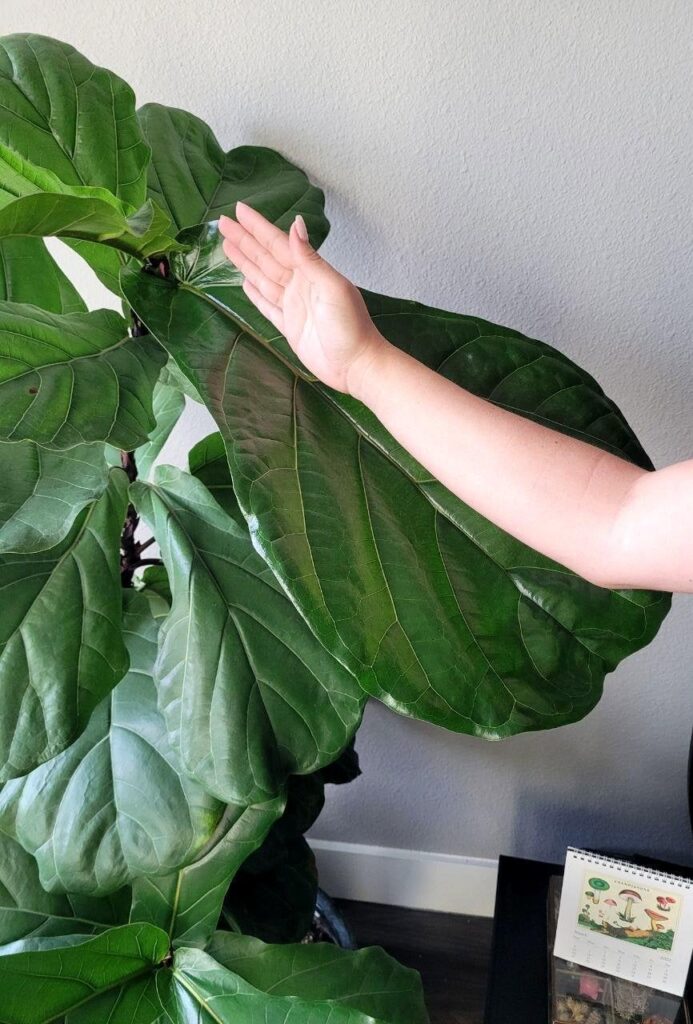 came home from vacation to this giant leaf!