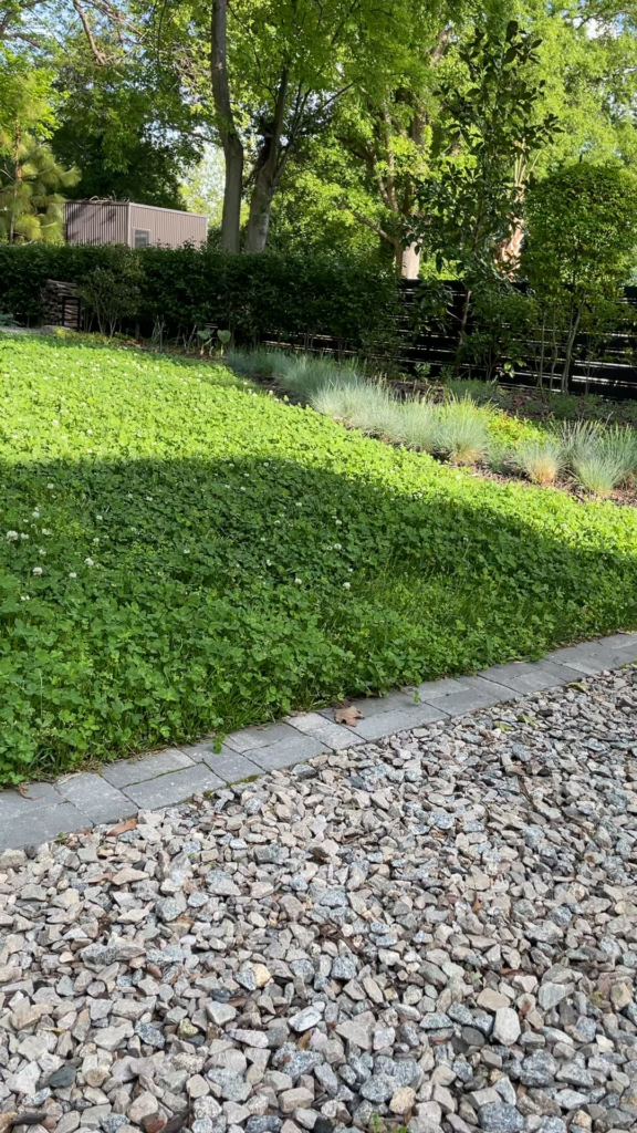 Thoughts on clover lawns?