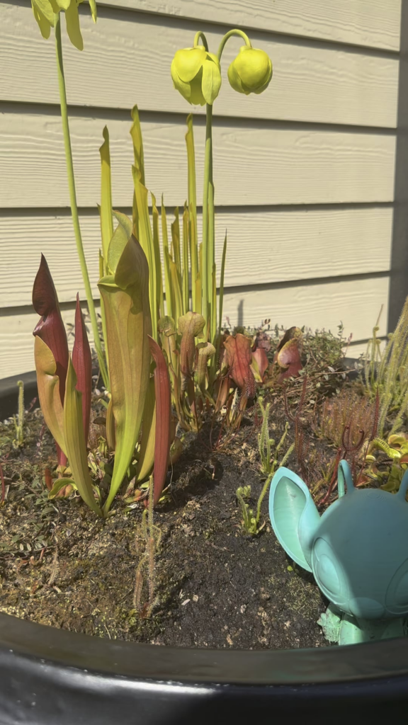 Garden Update: 4/27/25