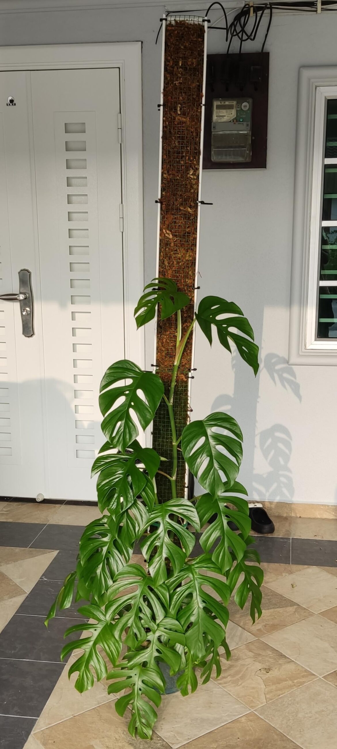 Rhaphidophora Tetrasperma moss pole extension. 6'6"/200cm tall.