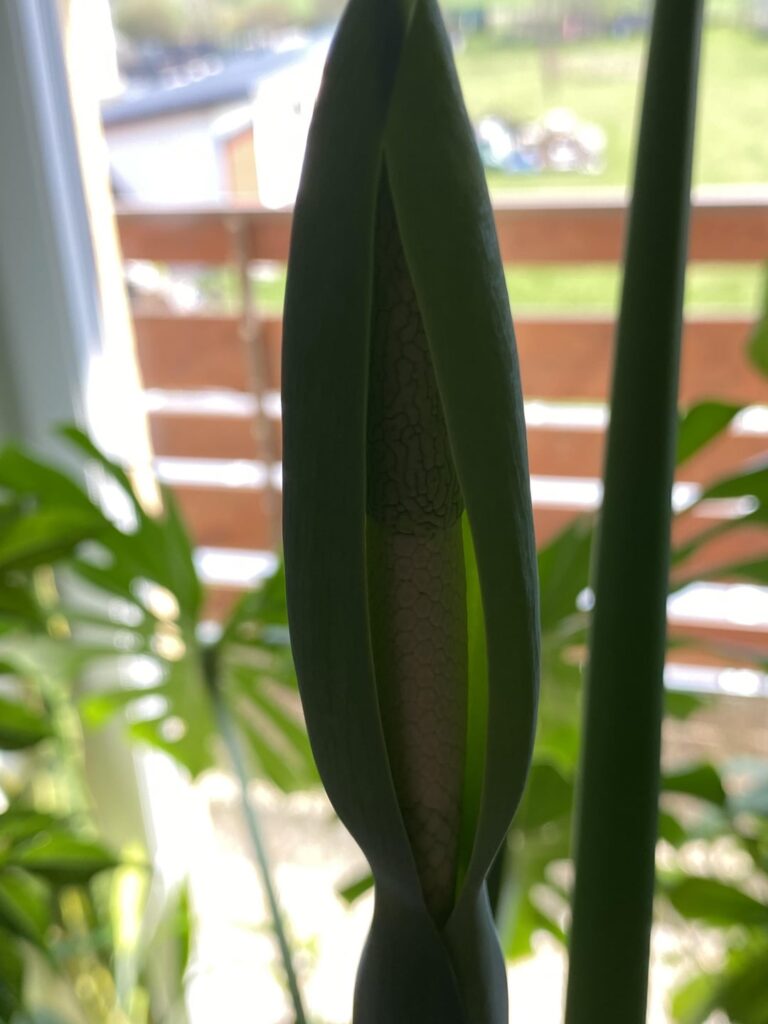 Is blooming alocasia odora(I guess)rare?