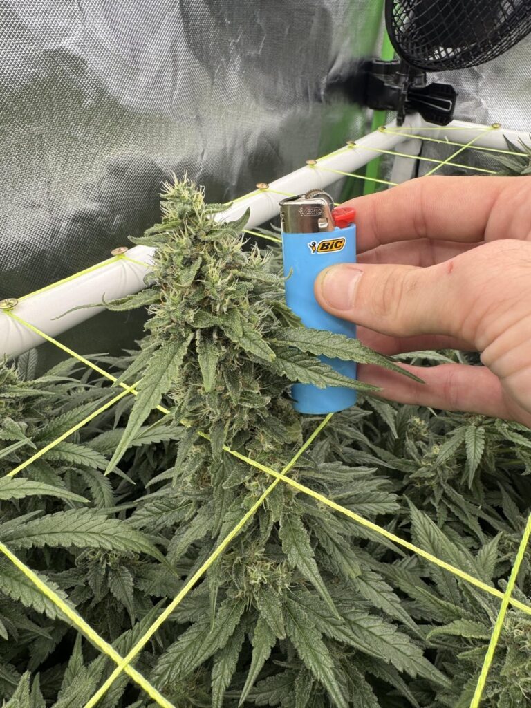 Week 6 flower two at the front are chemdog #4  the other pot is green crack both from mediseedmen.