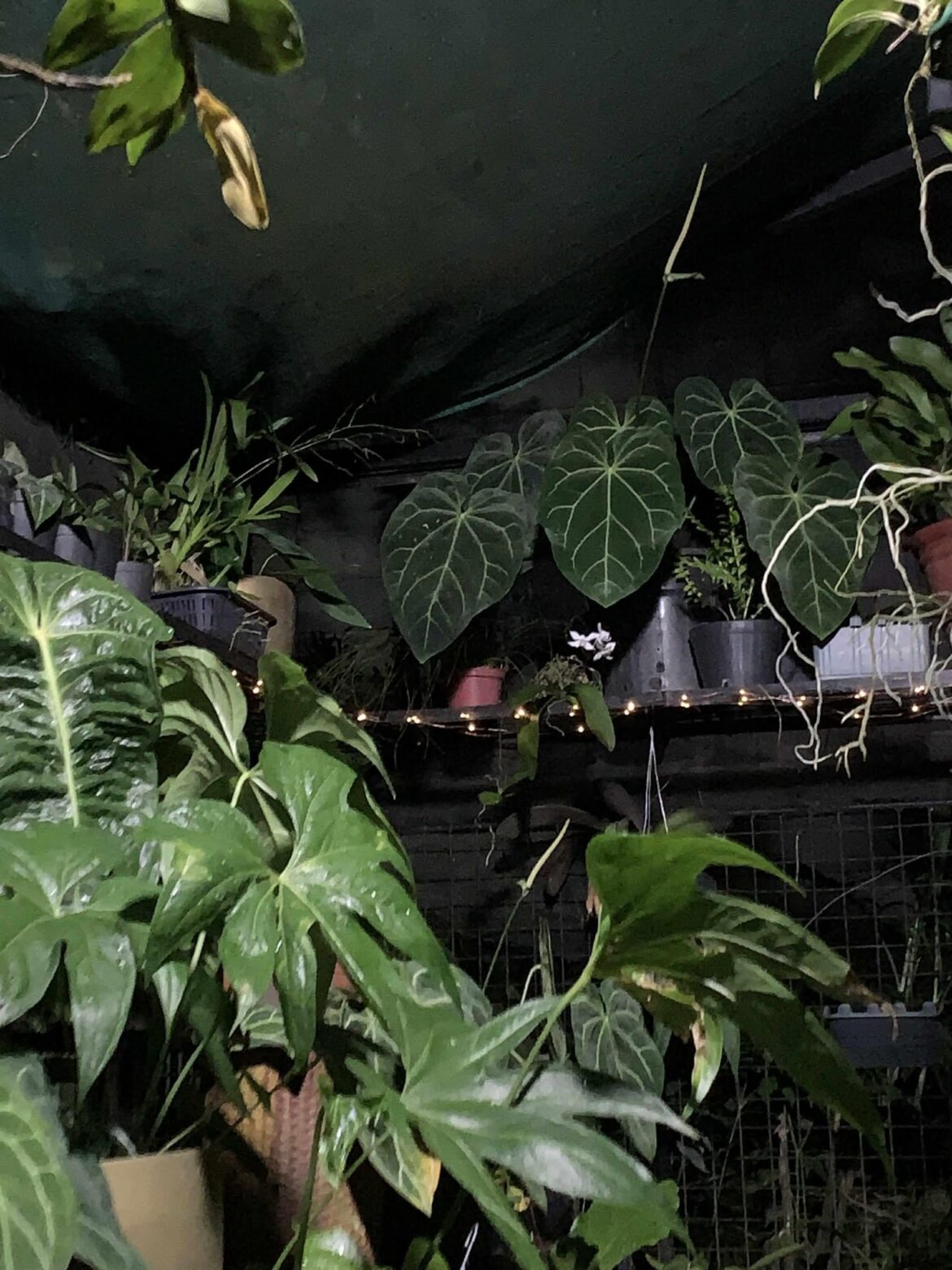 Anthurium night shots inside their shade house