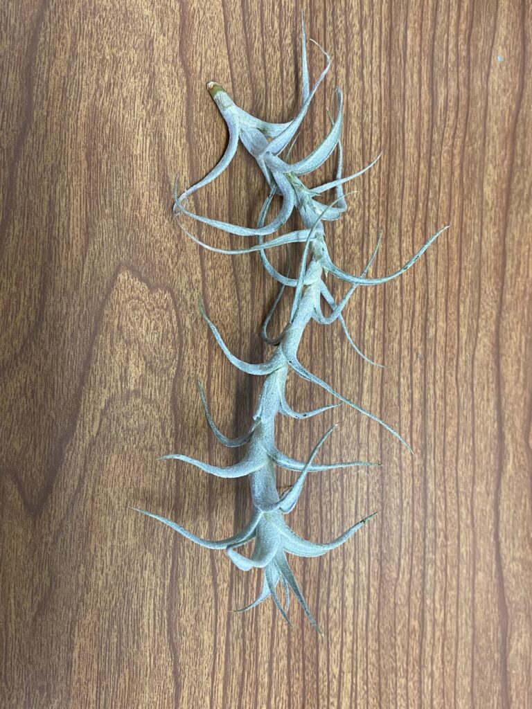 Tillandsia Albida Minor Air Plant Tillandsia Albida Minor Air Plant