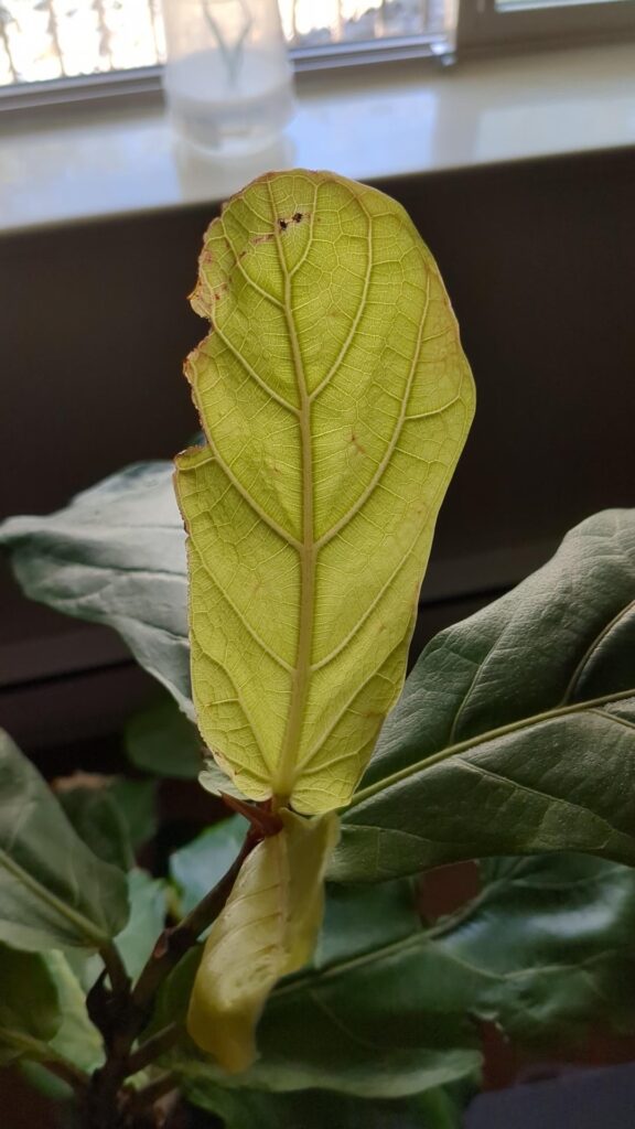 New leaf receding