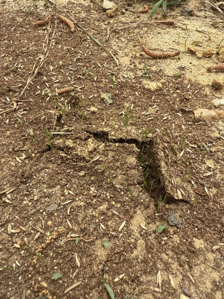 Anyone else get really excited seeing new baby grass blades poking through?? 😂 Anyone else get really excited seeing new baby grass blades poking through?? 😂