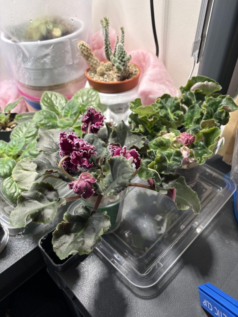 Finally found some girly leaves! Finally found some girly leaves!
