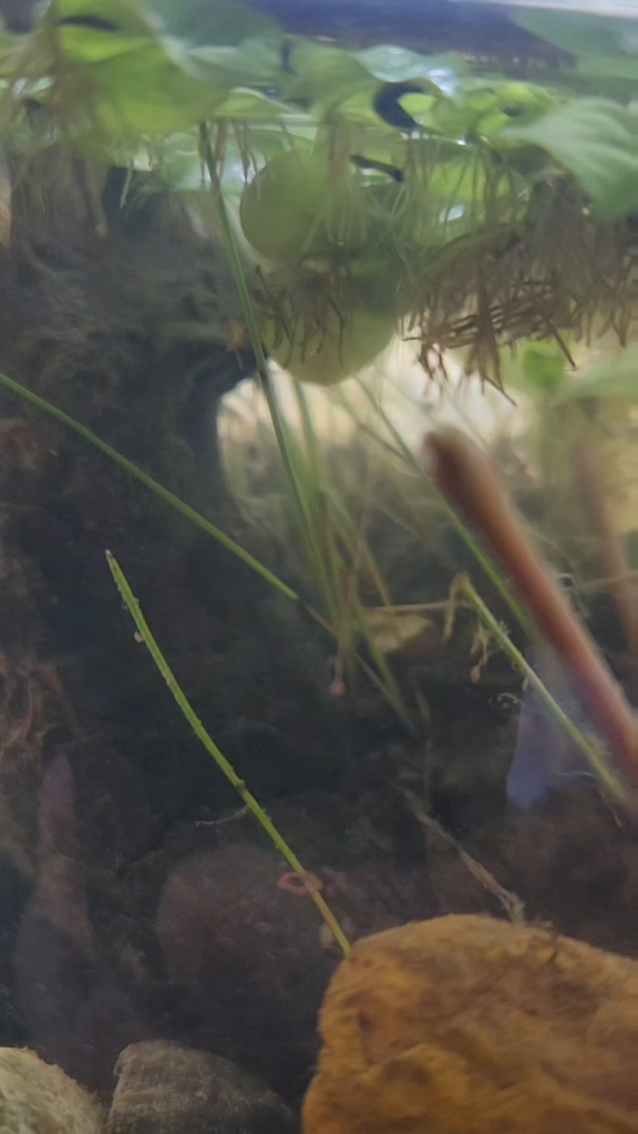 I just witnessed a leech pooping, and I'm not sure how I feel about it...