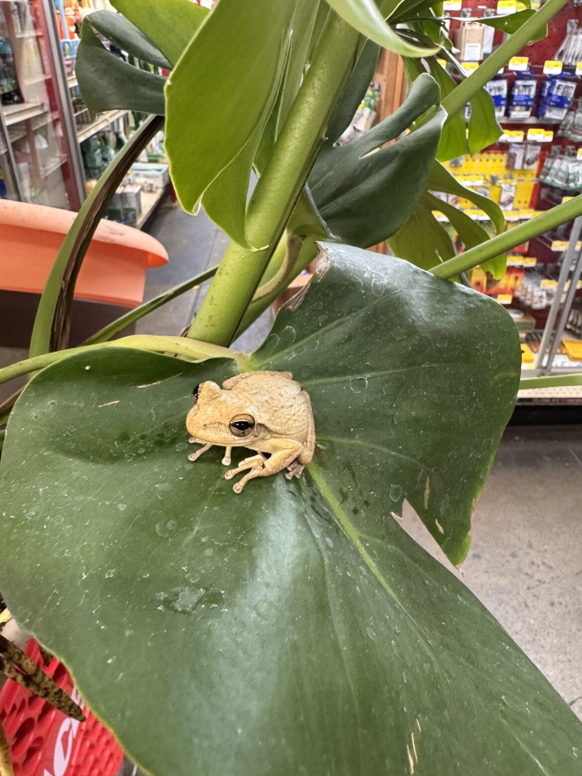 Almost accidentally got a new pet