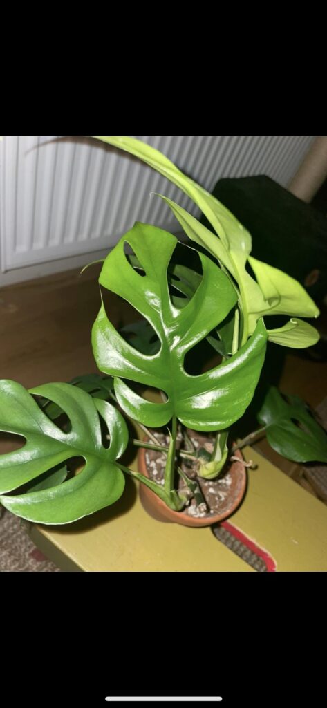 Propagation is delivering