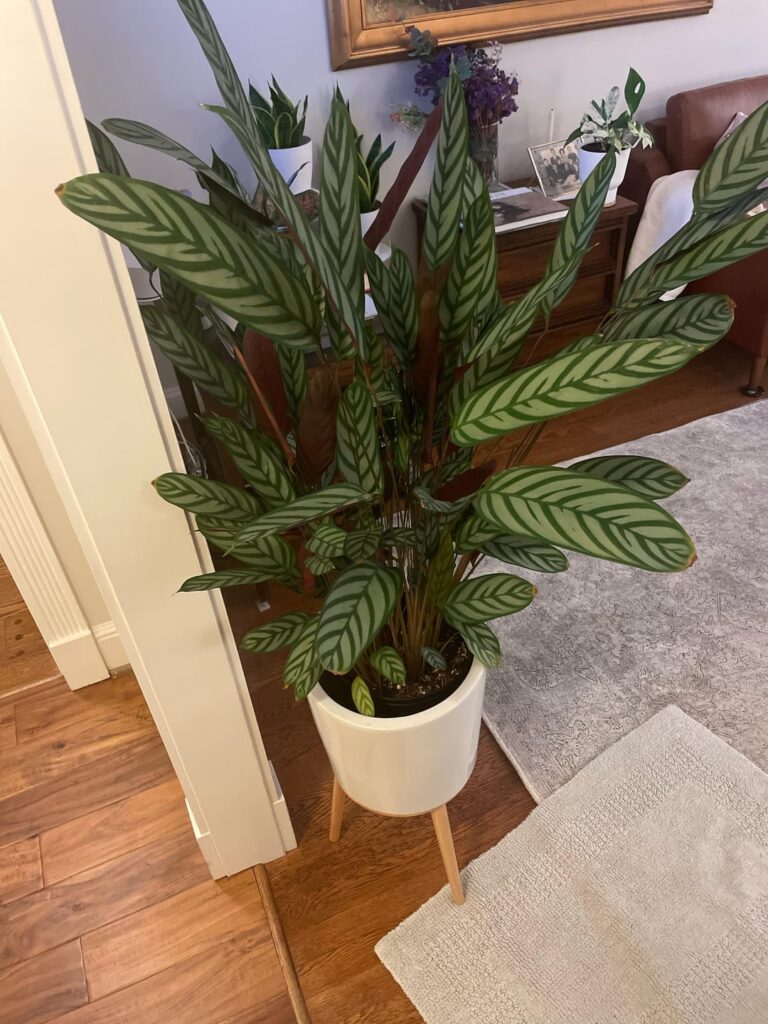 My Caletha is flourishing!