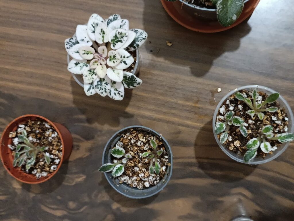 Repot update! Now I have a bunch of baby violets