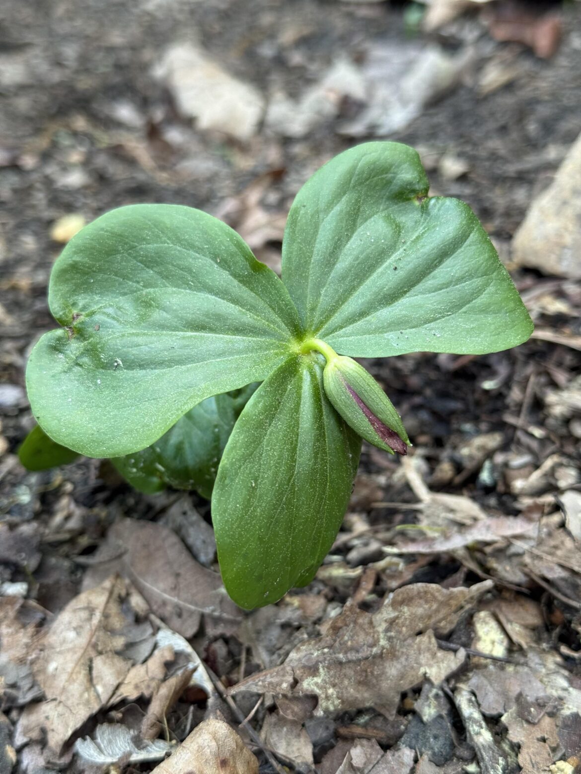 Trillium sulcatum